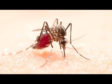 HU/Unifap cria Comitê Gestor de Crise para combater dengue no Amapá