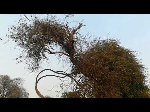 Most relaxing sound and view video/ watch and listen to relax your mind