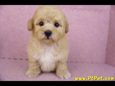 08/12泰迪比熊母幼犬1號(花蓮市)