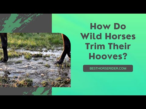 How Do Wild Horses Trim Their Hooves?