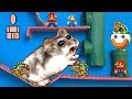 🐹 MARIO Hamster Obstacle Course Maze with Traps 😱 + Escape Carnivorous Flower