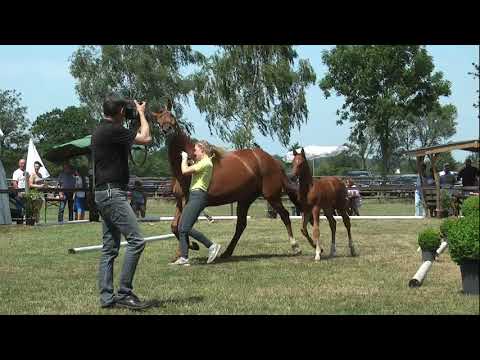 Sudweyher Fohlenschau 2019 - Kat.-Nr. 43