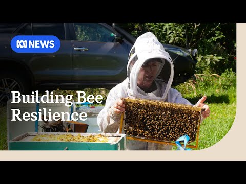 1000 Hives video