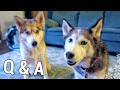 How long can Huskies be left alone? Fan Friday #42 ...