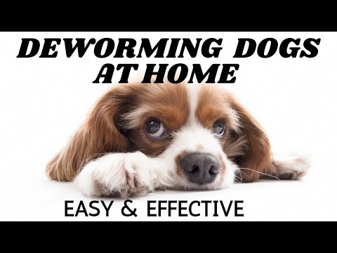 Deworming Dogs At Home