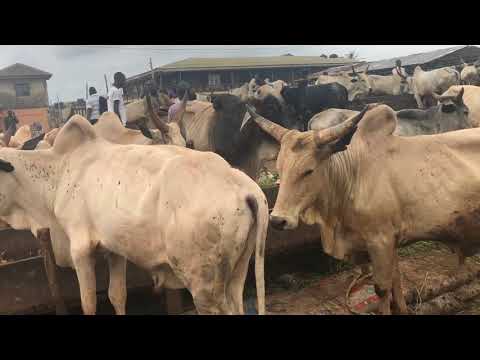download lagu mp3 mp4 Cattle Farming For Beginners In Nigeria, download lagu Cattle Farming For Beginners In Nigeria gratis, unduh video klip Cattle Farming For Beginners In Nigeria