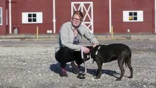preview picture of video 'Meet Teflon - Adoptable Dog in St. Louis | Gateway Pet Guardians'