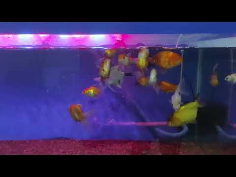 Bina Iman GKI Klasis Solo