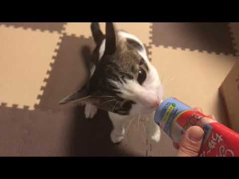 Zita Lam-CIAO 日本第一銷量貓小食 超級貓模短片大賽