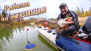 Как поймать наживку для жерлицы