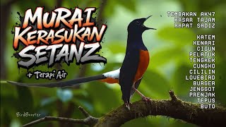 Download lagu [1 JAM] KRETEKAN EMOSI MURAI BATU GACOR NEMBAK ISIAN KASAR TAJAM!!   TERAPI AIR mp3