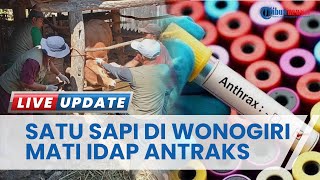 Seekor Sapi di Wonogiri Mati Ternyata Terpapar Antraks, Sumber Penularan Masih Diselidiki