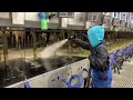 Pretty Girl Milking A Cow Modern Machinery On The Cow Farm