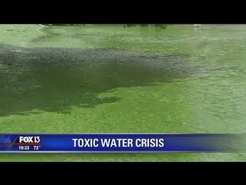 Health effects of Florida's blue-green algae