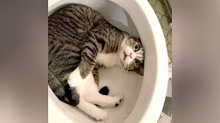 I SWEAR you will CRY WITH LAUGHTER! - Ultra FUNNY PETS &amp; ANIMALS