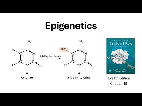 Epigenetics 101: How Genes Turn On, Off, and Evolve Over Your Lifetime