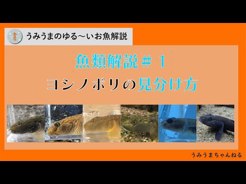 ホンコンハゼのオス