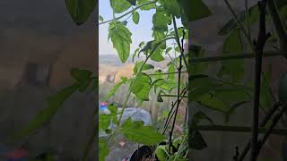 Tomato Plant over 3 feet tall in Winter