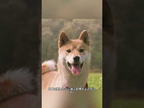 廃墟の中で少女を待ち続けた母犬と子犬たち#映画 #動物 #犬