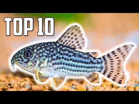 Top 10 Cory Catfish for Your Aquarium
