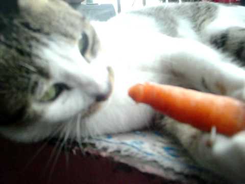 Bieber the cat Licking and Eating Carrot!! :3 - YouTube