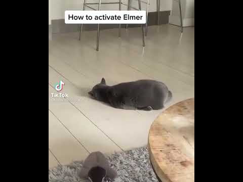 how to activate elmer | Kitty | Cute Stuff