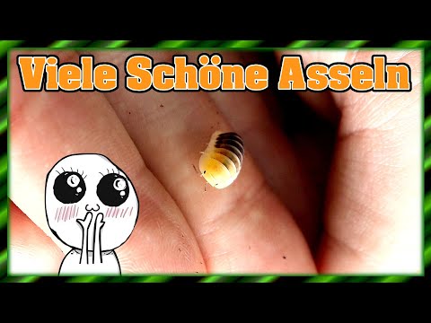 Woodlice | What do these little beauties do?