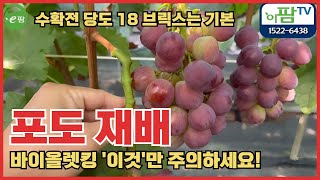 ???? 바이올렛킹 포도, 잘 키우면 무려 22브릭스! 수확 전 '열과 점검은 필수!