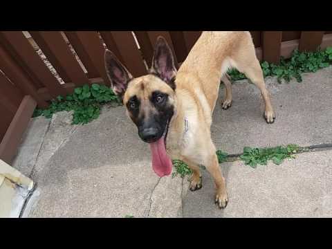 download lagu mp3 mp4 Malinois Rehoming, download lagu Malinois Rehoming gratis, unduh video klip Malinois Rehoming