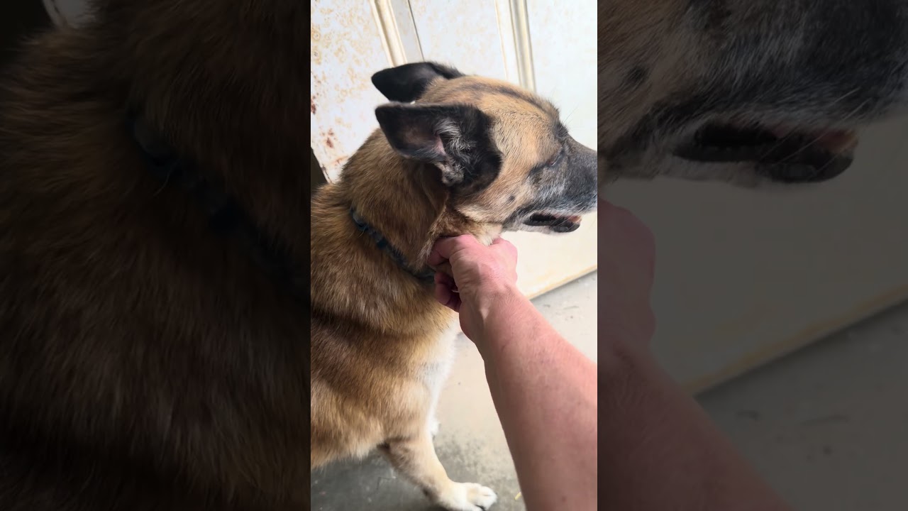 Nova, a Adoptable mixed breed in West Greenwich, RI video 5/6