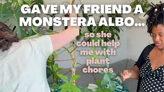 Transferring my Monstera Albo from water to soil  + my friend did my plant chores for me!