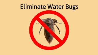 How To Eliminate Water Bugs from your Pool