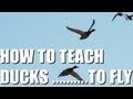 Fieldsports Britain : Teaching ducks to fly + fox ...