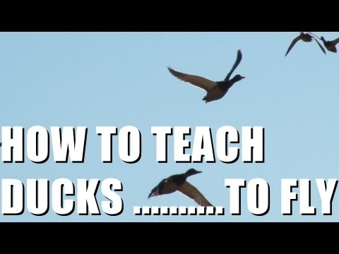 Fieldsports Britain : Teaching ducks to fly + fox and pigeon shooting (episode 146) Fieldsports Britain : Teaching ducks to fly + fox and pigeon shooting (episode 146)