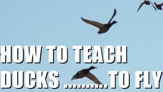 Fieldsports Britain : Teaching ducks to fly + fox and pigeon shooting (episode 146)