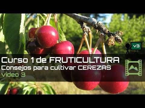 , title : 'Consejos para cultivar CEREZAS Curso básico de FRUTICULTURA 2020: Capítulo 3 | LdN'