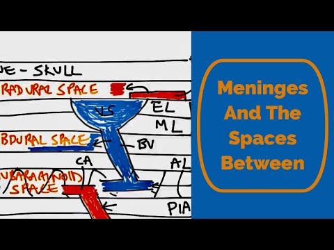 Meninges and the spaces between