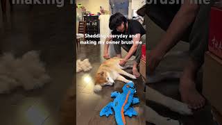 Shiba Lost His Tail