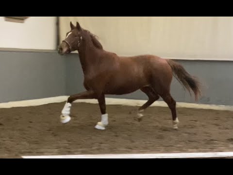 *2018 Stute von Zack - Gribaldi SOLD!!!