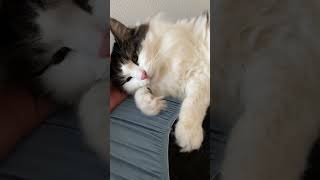 ぐうたらしていたのがバレた猫【ノル猫ミロシー】 #shorts