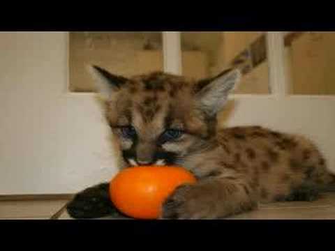 ! Big Cat Rescue 2006 Jamie and Carole Baskin