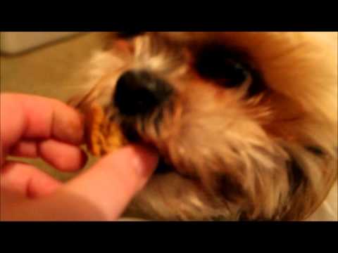 Smurphy's 9th Birthday!