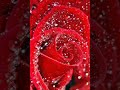Malare Oru Varthai Pesu Tamil Whatsapp Status
