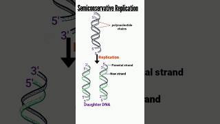 semiconservative DNA replication | replication of DNA | DNA replication