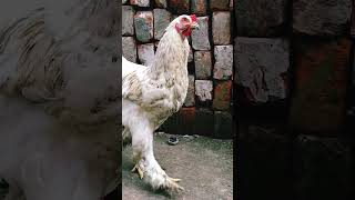 Download lagu Ayam jantan Brahma berkokok 🐓 mp3