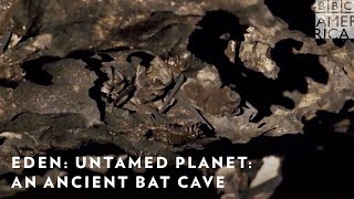 Explore an Ancient Bat Cave 🦇 Eden: Untamed Planet | BBC America & AMC