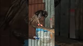 Download lagu Pemasangan ring di burung kolibri #sogon #konin #ringburung mp3 Download lagu Pemasangan ring di burung kolibri #sogon #konin #ringburung mp3