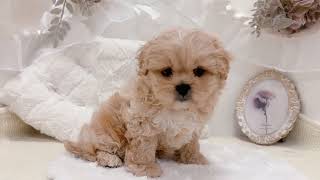 ハーフ犬の動画01