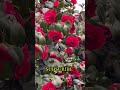 Beautiful Red Camellia Flower