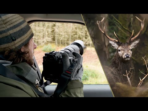 Using my car as a Photo Blind - Heavy rain and shy wildlife | Scotland Ep.1